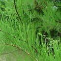 Taxodium ascendens feuille